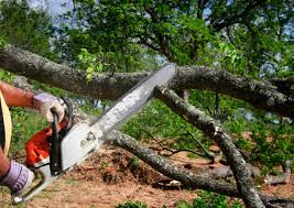 Best Tree Preservation Services  in White Marsh, MD