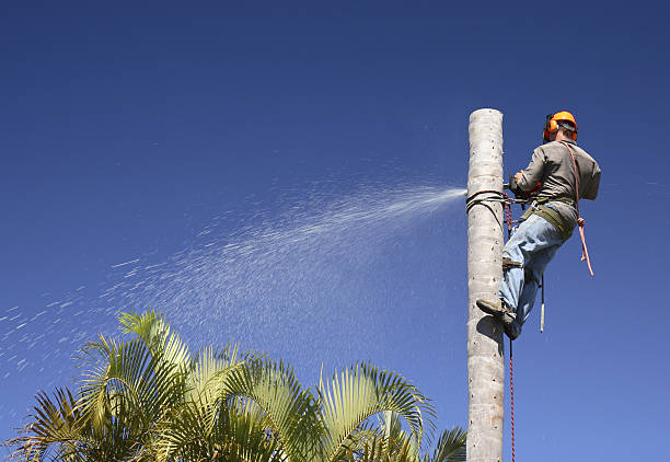 Best Commercial Tree Services  in White Marsh, MD