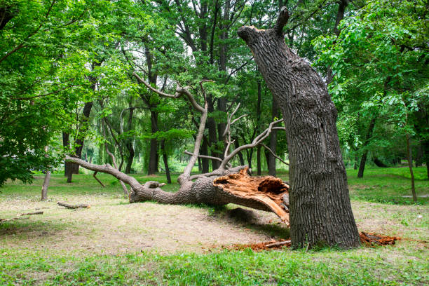 How Our Tree Care Process Works  in  White Marsh, MD