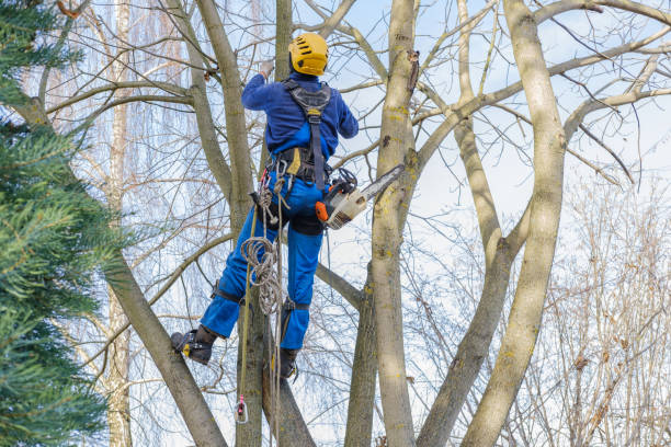 Trusted White Marsh, MD Tree Services Experts