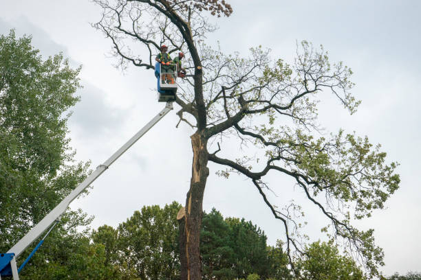 Best Tree Cabling and Bracing  in White Marsh, MD