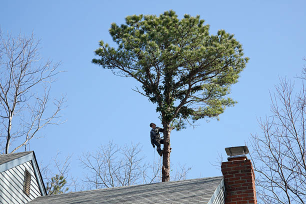 Tree and Shrub Care in White Marsh, MD