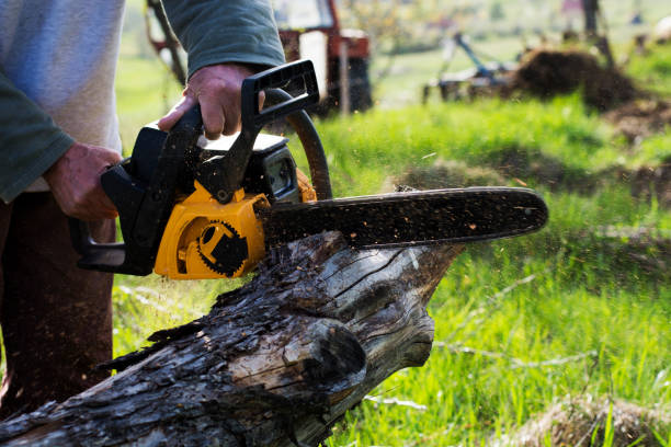 Best Storm Damage Tree Cleanup  in White Marsh, MD